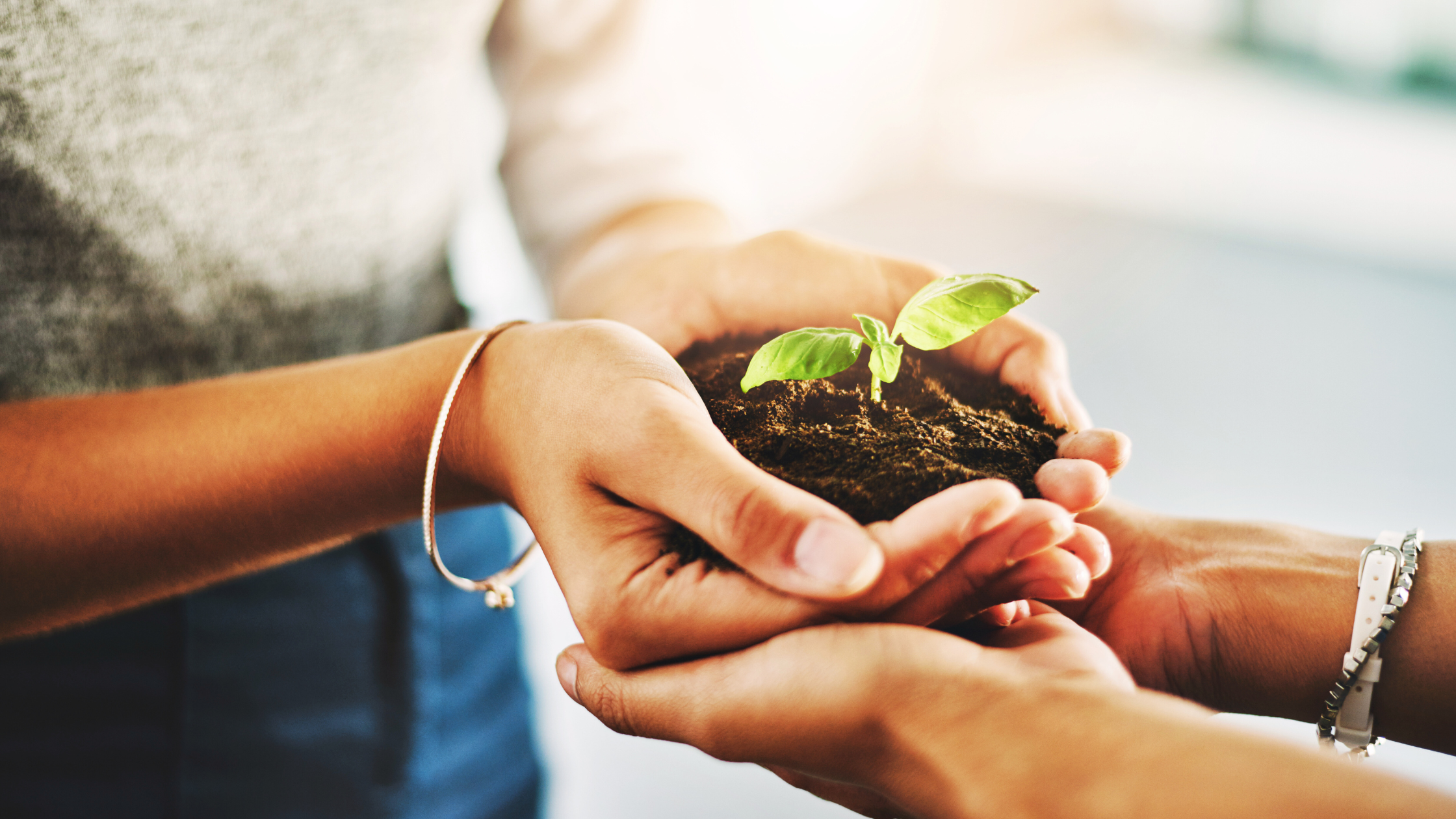 Close-up of two pairs of hands. One hand gently cradles a young plant, while the other hand offers support from below.