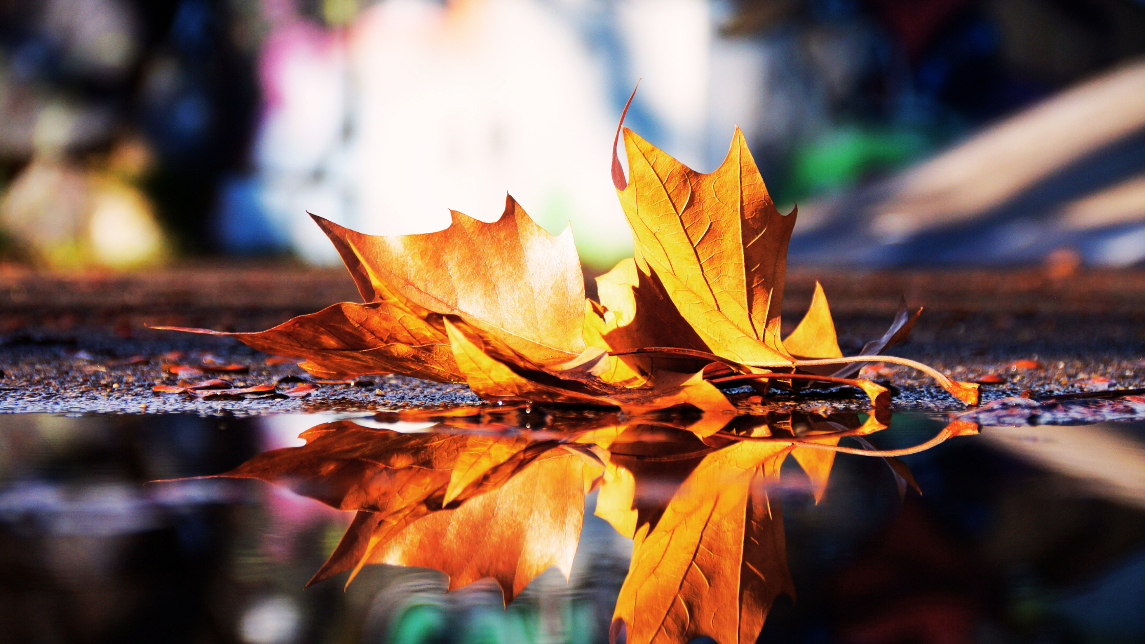 An autumn leaf has fallen to the ground, now resting in a water puddle.